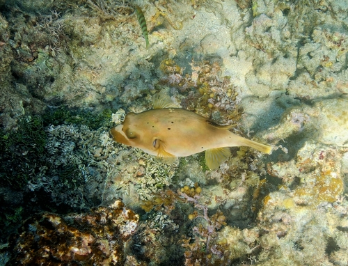 Blackspotted Puffer