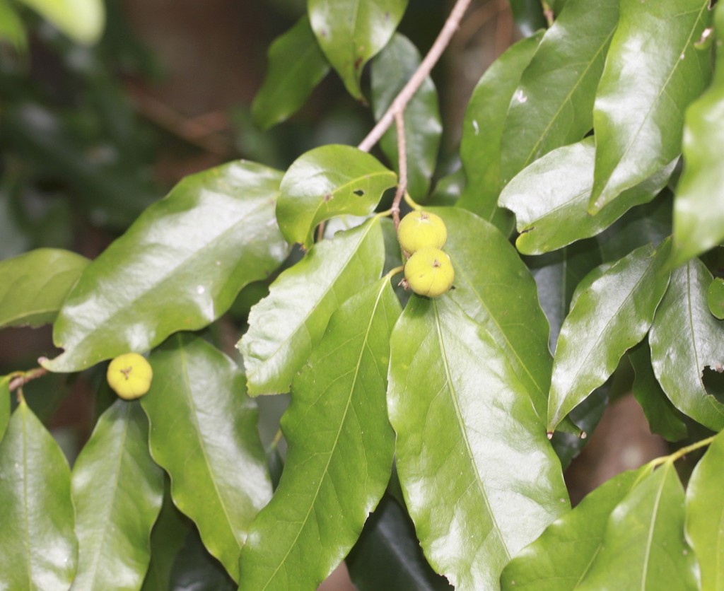 Dissiliaria