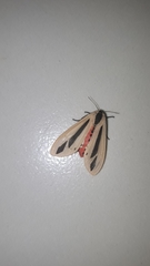 Creatonotos gangis-interrupta agg