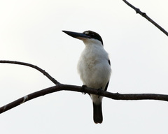 Todiramphus sordidus