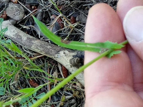 Sonchus arvensis image