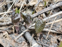 Parasenecio kamtschaticus