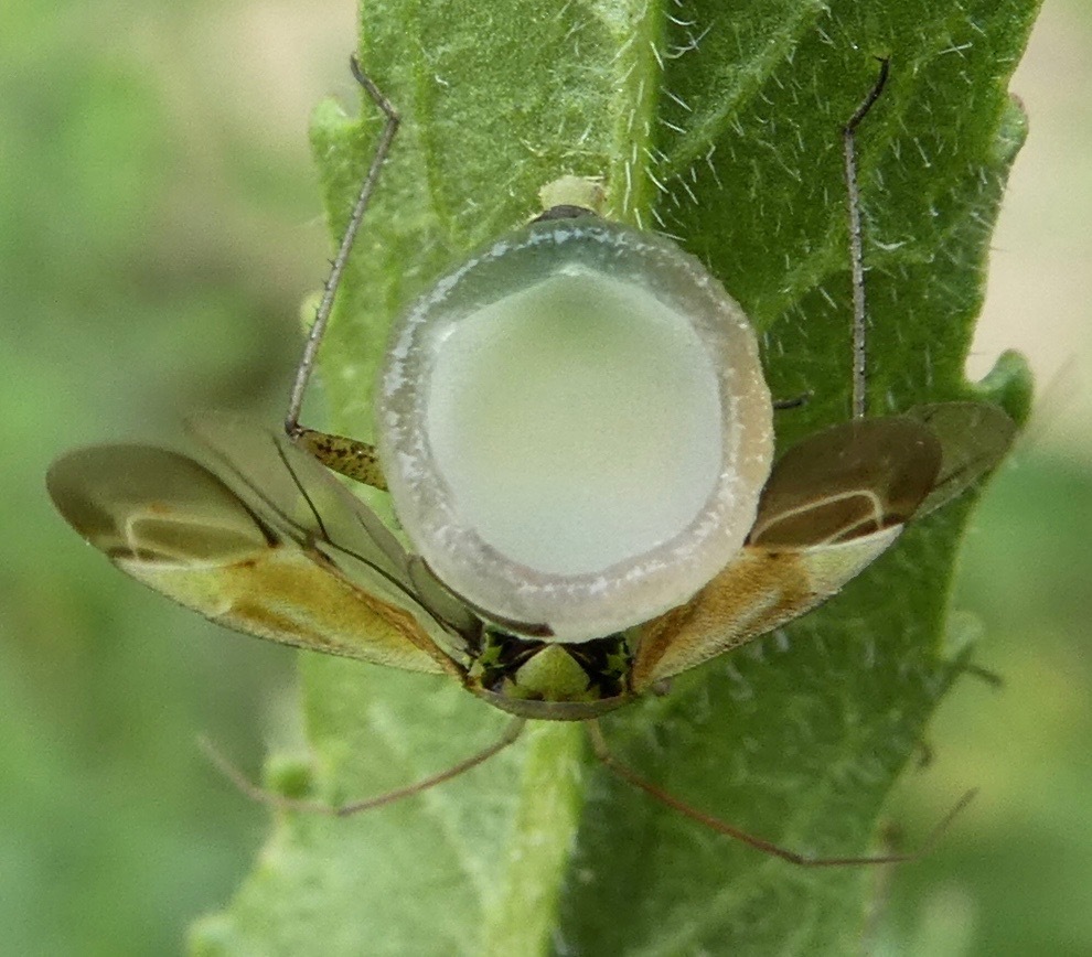 Entomophthora erupta