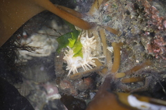 Eupentacta quinquesemita