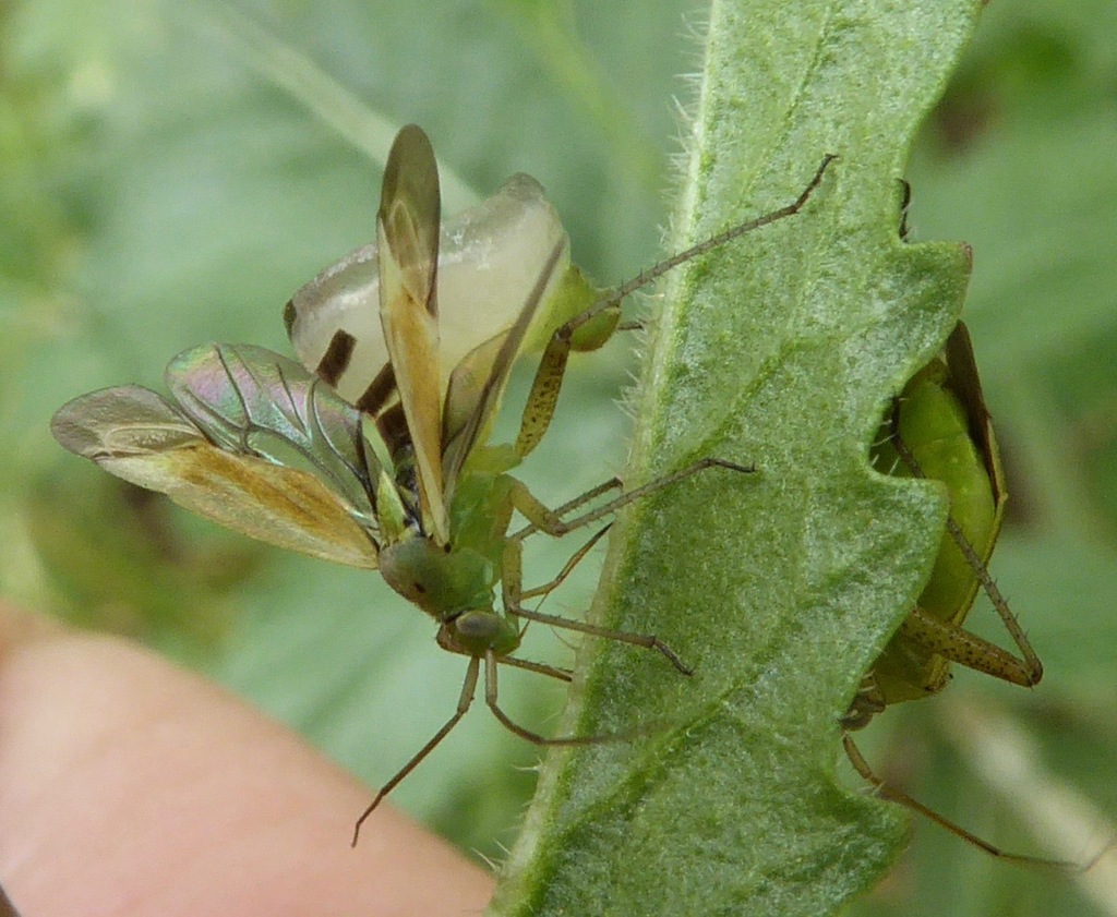 Entomophthora erupta in April 2017 by dlbowls. This is a fungus that
