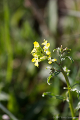 Barbarea verna