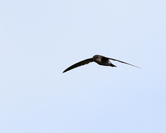Aerodramus terraereginae