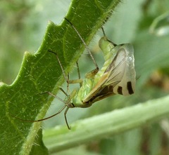 Entomophthora erupta