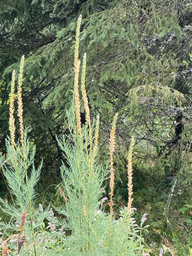 Myricaria germanica, photograph 4