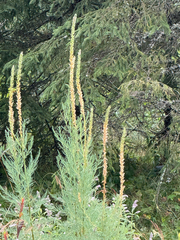 Myricaria germanica, photograph (c) Ciprian Samoilă, some rights reserved (CC BY)
