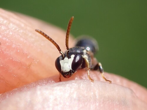 Hylaeus leptocephalus observed 2026-08-19