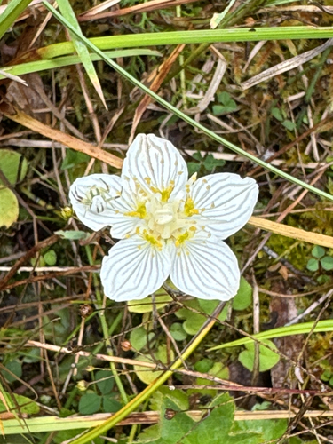 marsh grass-of-Parnassus