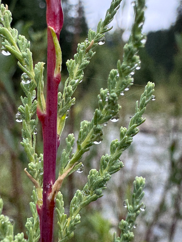 Myricaria