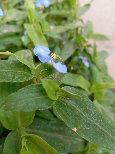 whitemouth dayflower