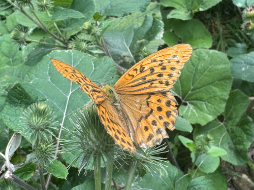 Silver-washed Fritillary