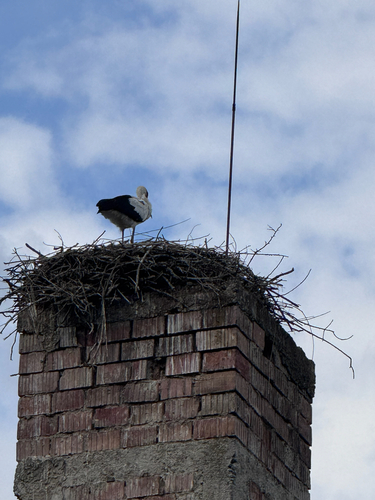 White Stork