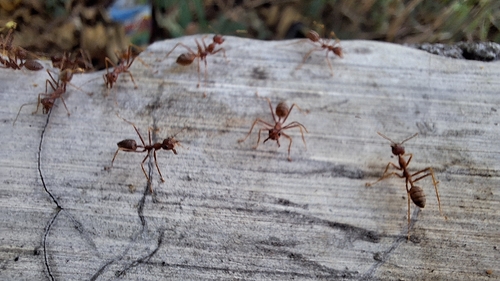 Asian Weaver Ant