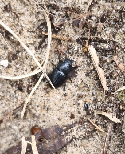 Duinzwartlijf, 59QG+5H, 2225 BB Katwijk aan Zee, Netherlands, photo 9 of 10