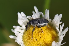 Odontocorynus