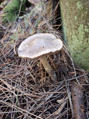 Tricholoma terreum — (c) Mel Whiting, some rights reserved (CC BY)