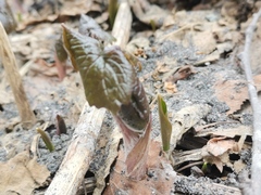 Parasenecio kamtschaticus