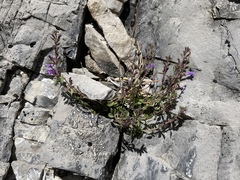 False Pennyroyal (Hedeoma nana)