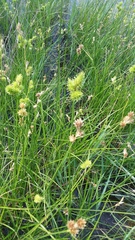 Carex tetrastachya