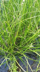 Carex tetrastachya