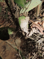 Calletaera basipuncta