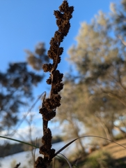 Gahnia trifida, photograph author not stated, no rights reserved