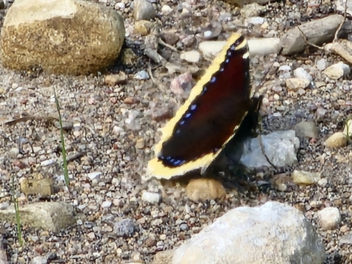 Mourning Cloak
