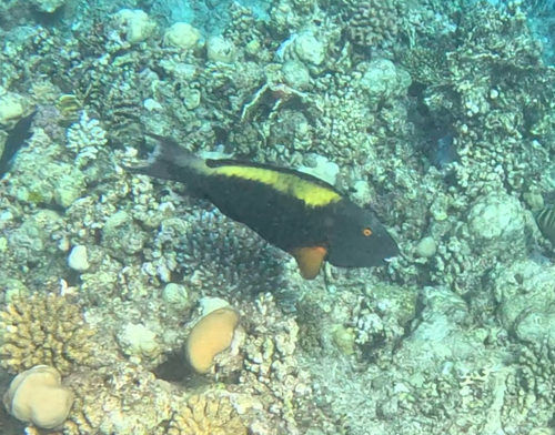 Cetoscarus bicolor observed 2026-08-27