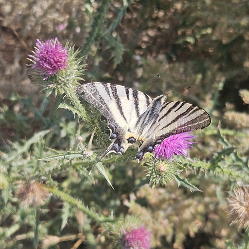 Scarce Swallowtail