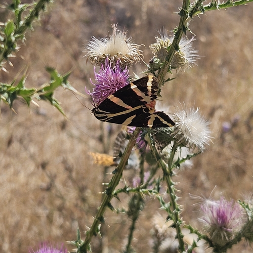 Jersey Tiger