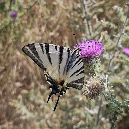 Scarce Swallowtail