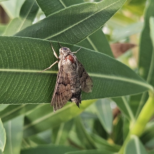 Eurasian Hummingbird Hawkmoth