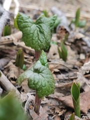 Parasenecio kamtschaticus