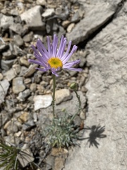 Erigeron argentatus