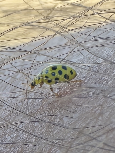22-spot Ladybird