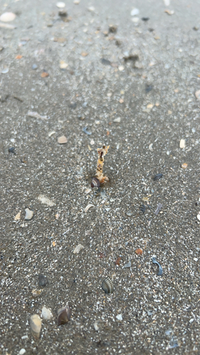 Sand Mason Worm, Velsen, photo 9 of 10