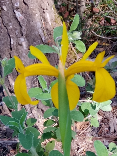 Image of Iris juncea by (c) Karim Haddad, some rights reserved (CC BY)