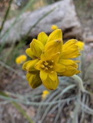 Conostylis candicans, photograph author not stated, no rights reserved