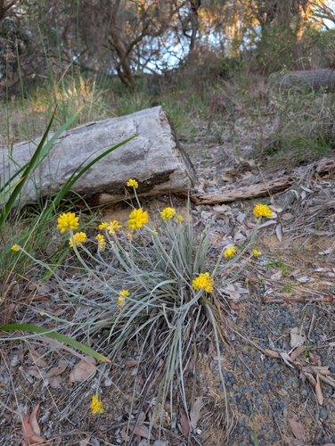 Conostylis candicans, photograph 4