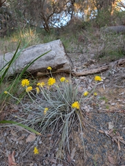 Conostylis candicans, photograph author not stated, no rights reserved