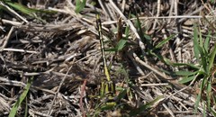 Phanogomphus militaris