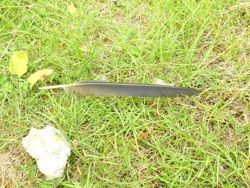 Plume de Grand Corbeau