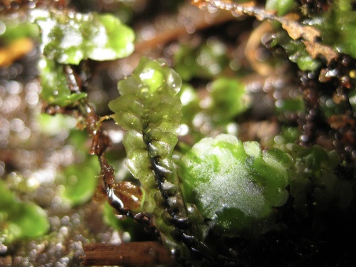 Scapania uliginosa observed 2026-08-23