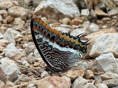 Two-tailed Pasha