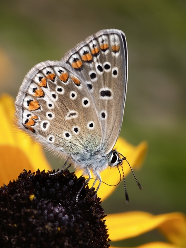 Common Blue
