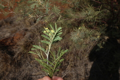 Acacia deanei, photograph (c) Greg Tasney, some rights reserved (CC BY-SA)